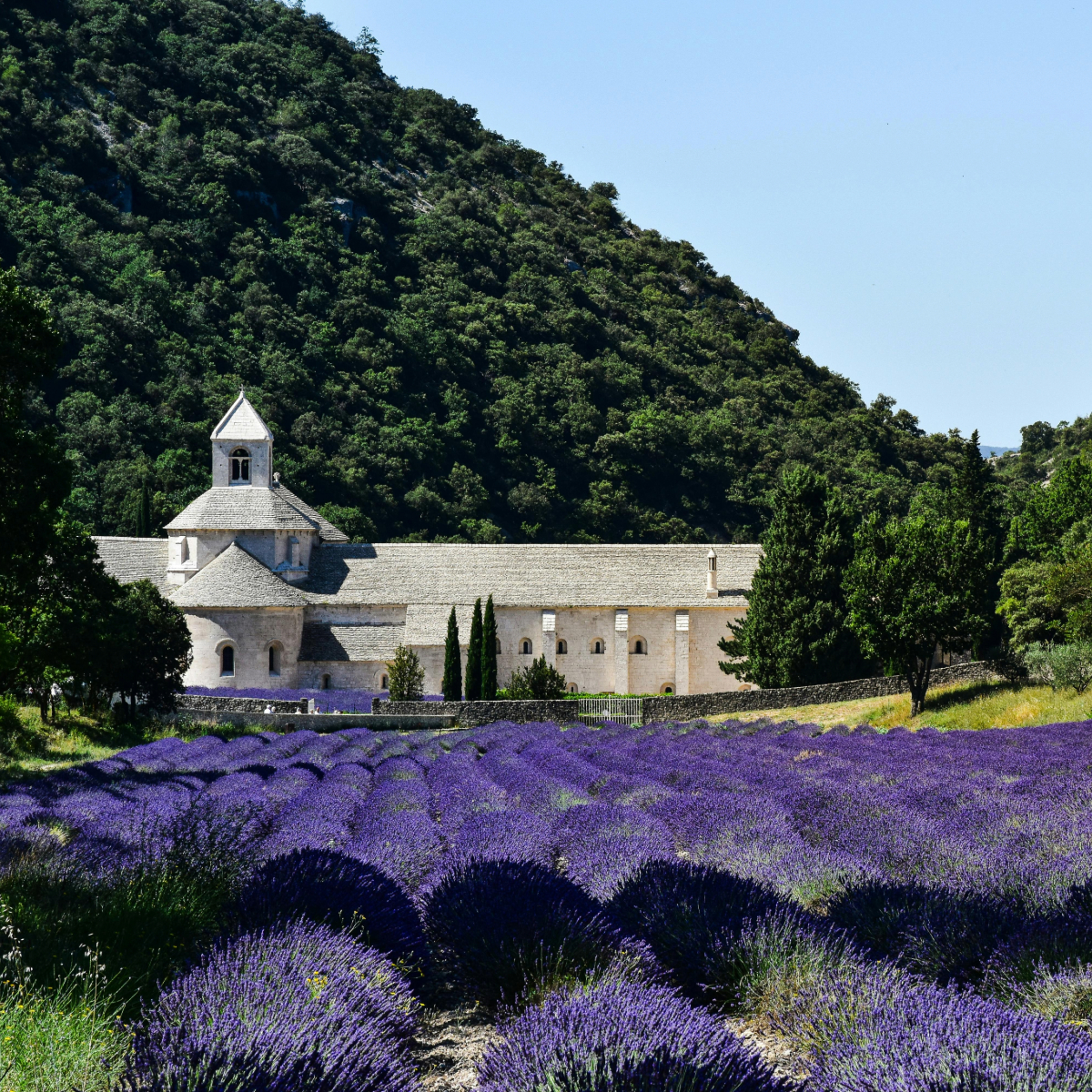 Champ de lavande en fleurs devant une abbaye en pierre claire au pied d'une colline boisée sous un ciel bleu.