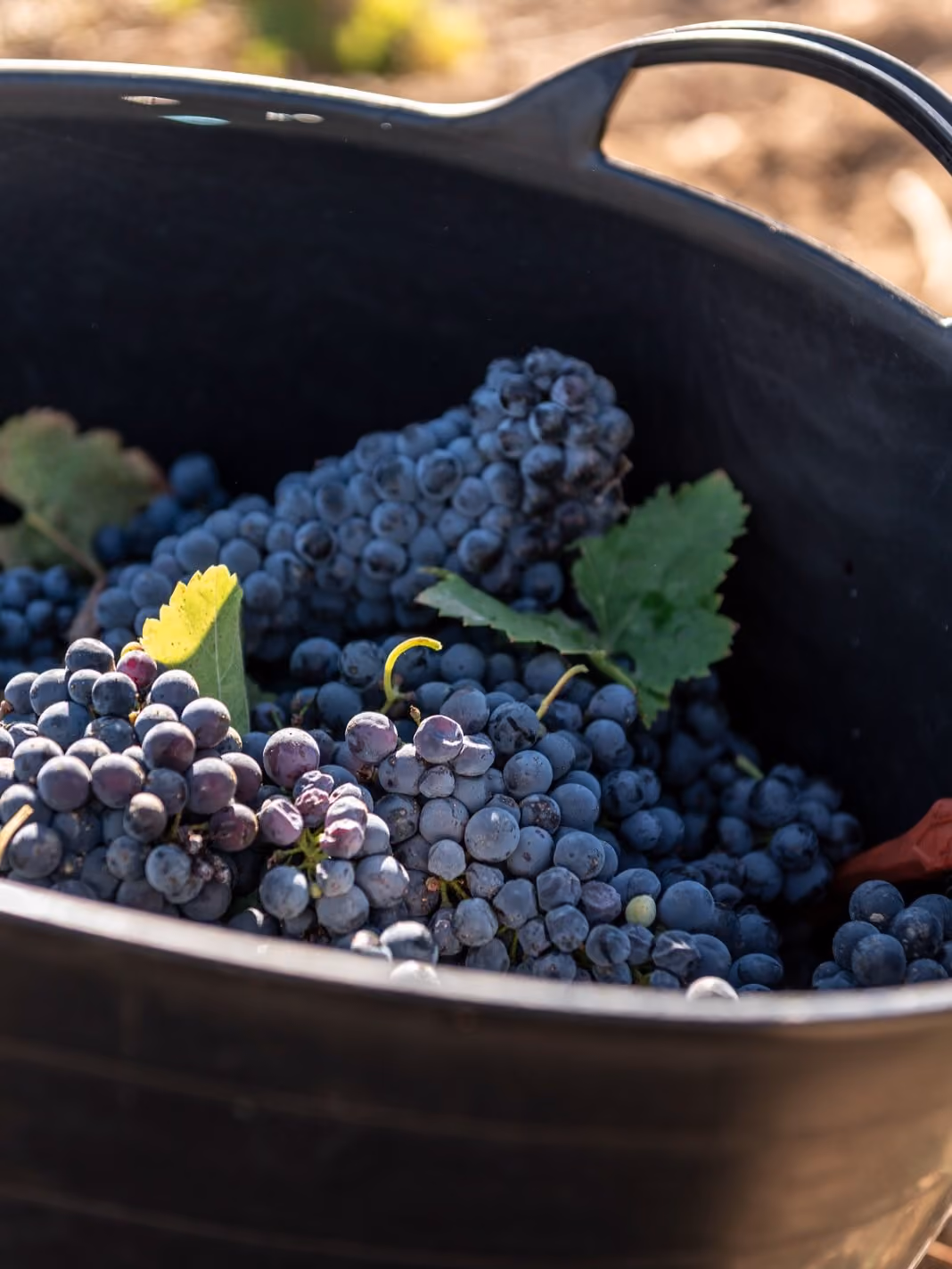 Racimos de uvas moradas frescas con hojas verdes en un balde negro al aire libre.