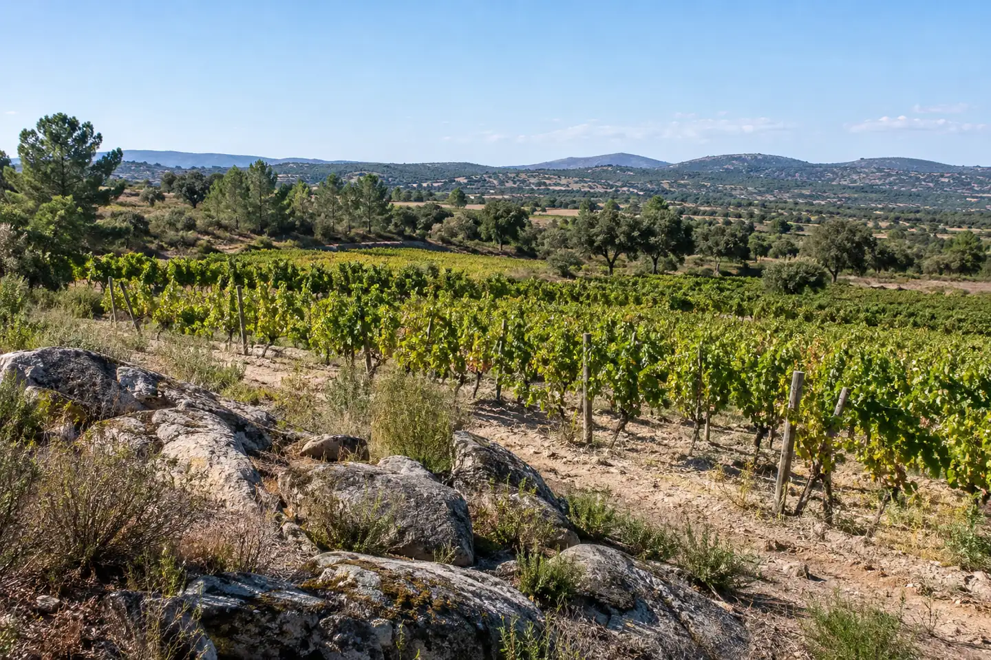 Vine rows on granite-rich ground with woodland and hills beyond.