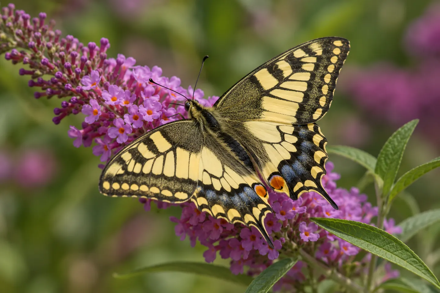 Borboleta-cauda-de-andorinha (Papilio machaon) com as asas abertas sobre flores rosadas de budleia.