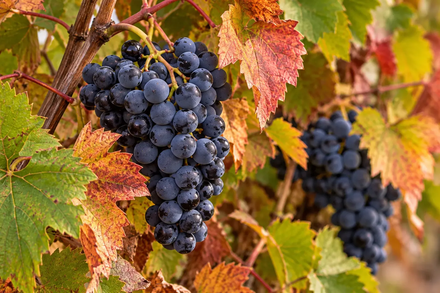 Bunches of dark wine grapes among green, yellow and reddish autumn leaves.