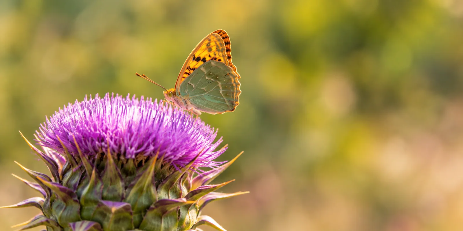 Butterfly with green and orange wings resting on a purple cardoon flower.
