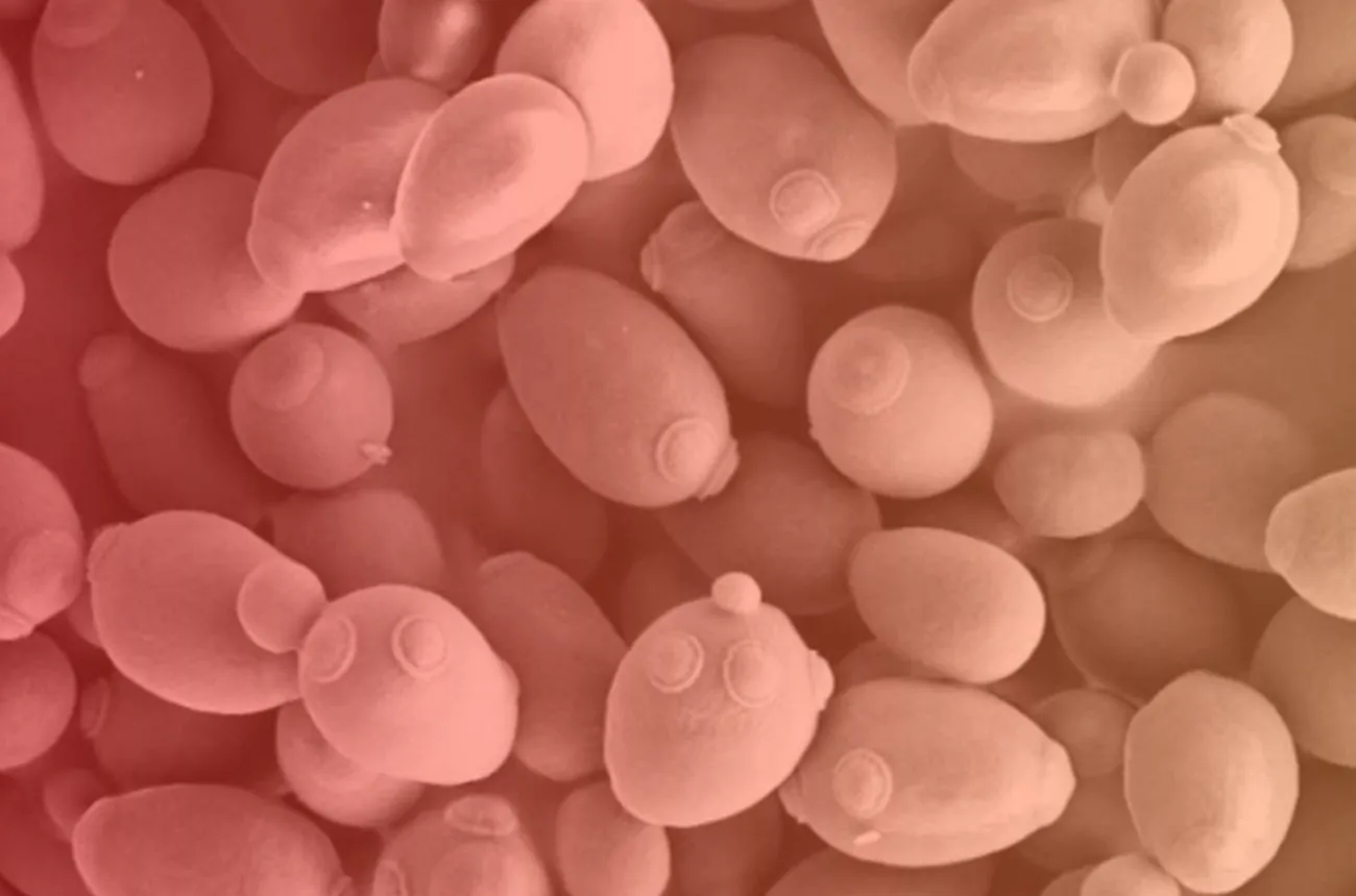 Magnified view of oval yeast cells, some showing budding.