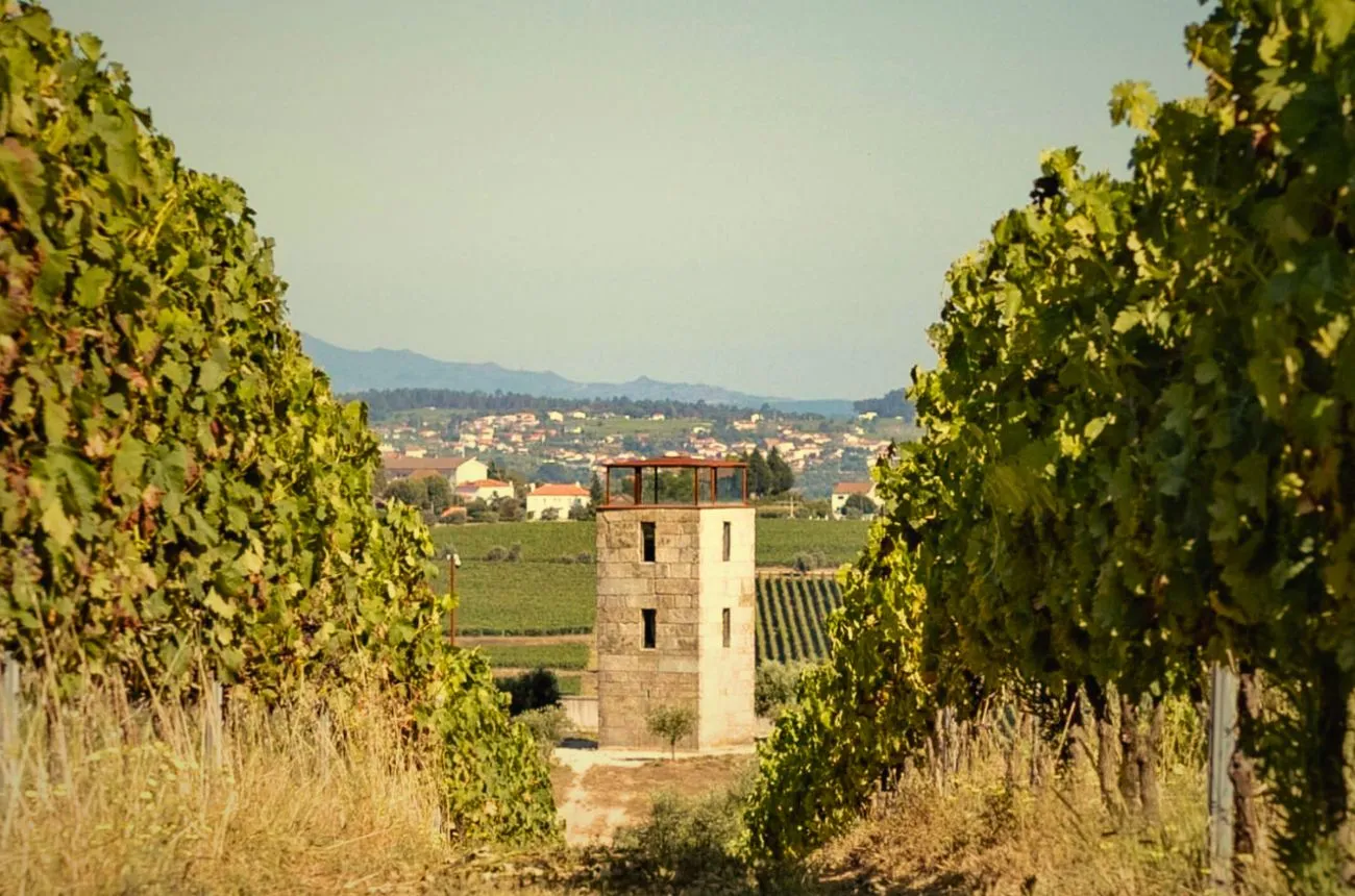 The Alameda watchtower framed by rows of vines.