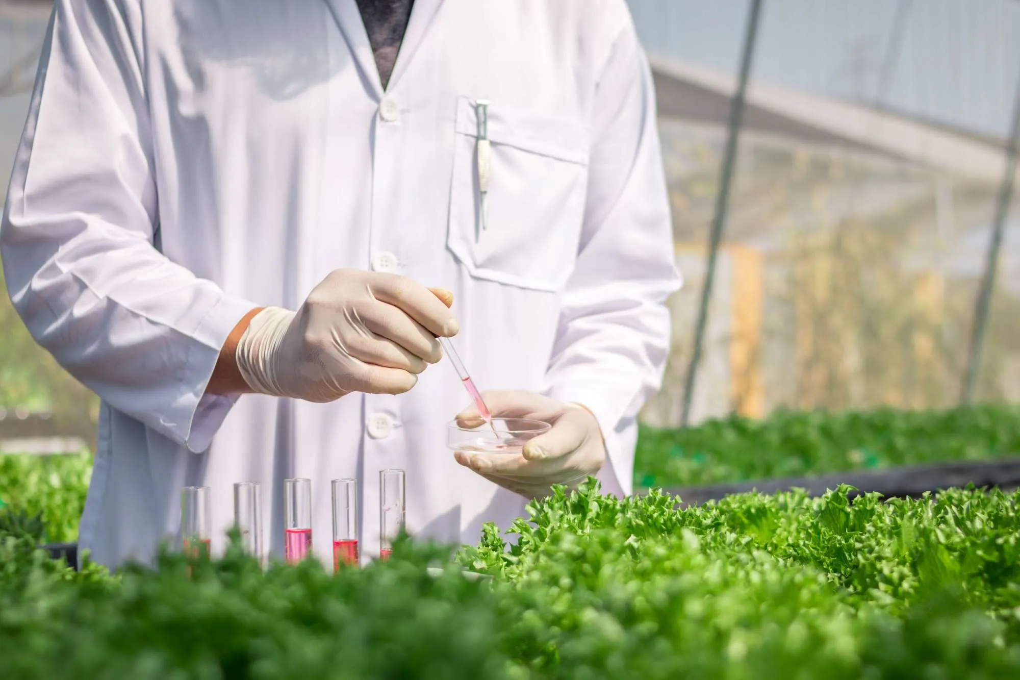 Plant inspection in a commercial nursery