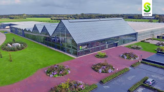 Seed production Hybrid