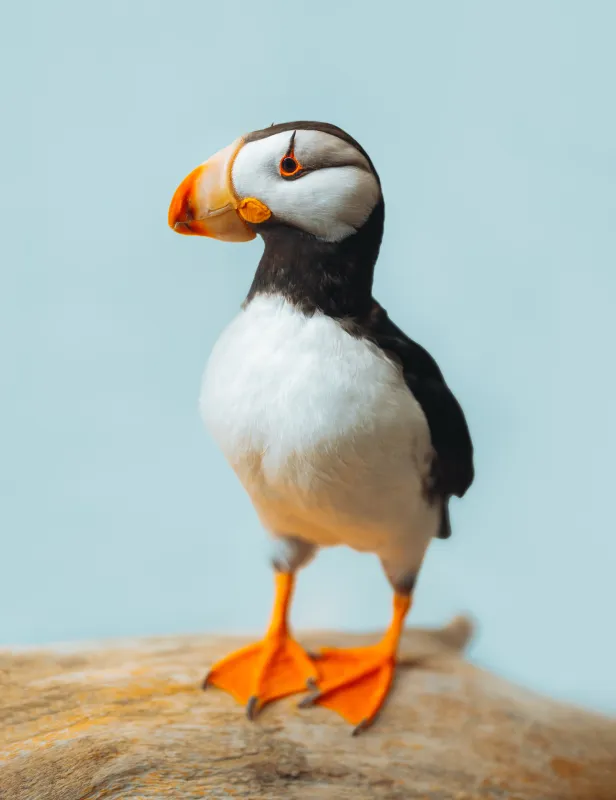 Motorcycle riding on a dirt road winding through a rocky desert canyon landscape.