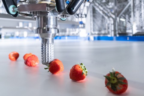 Robotgrijper pakt aardbeien van een band, PIP Innovations