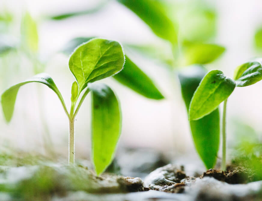 Our Quality Gallery - Farm Webflow Template