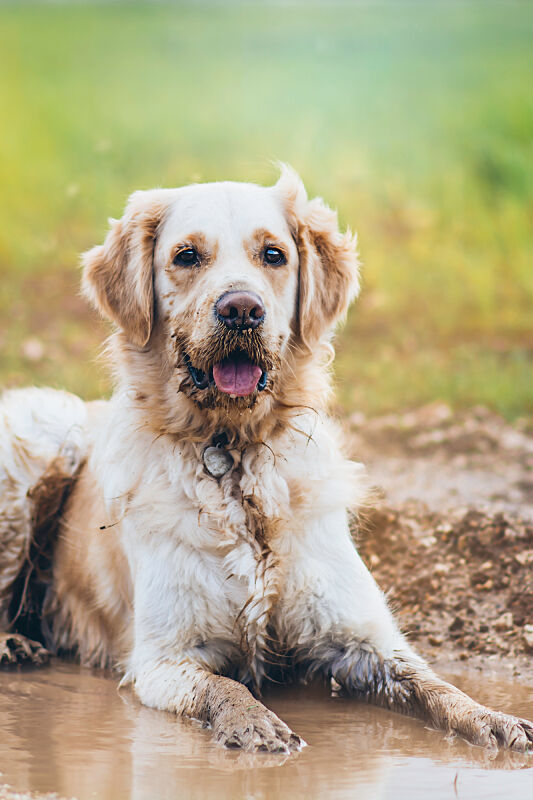 Blonde lab sitting in mud.