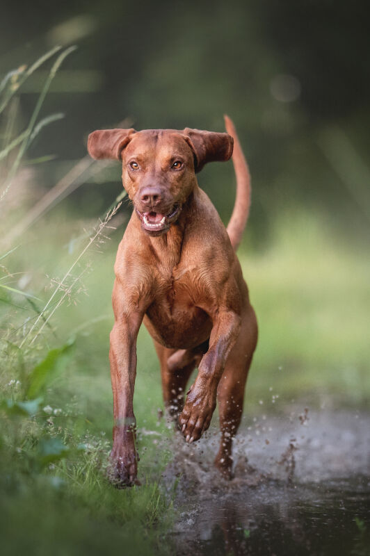 Brown dog jumping on a gravel road in the country.