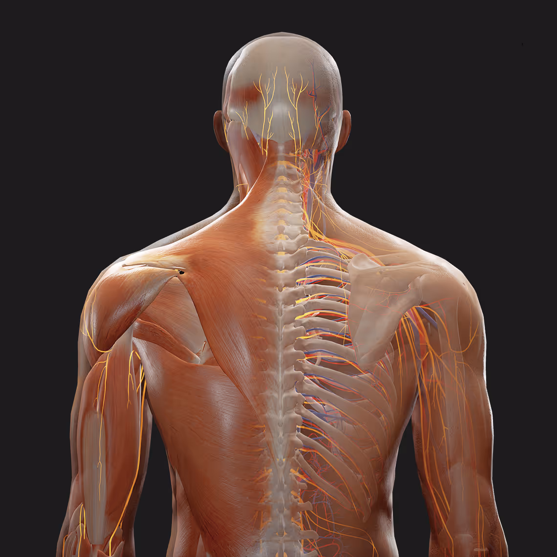 Transitioning from flat textbooks to 3D mastery is essential for modern medical education. This guide reviews the leading human body map apps for 2025, comparing traditional screen-based options against the latest immersive Virtual Reality (VR) tools.