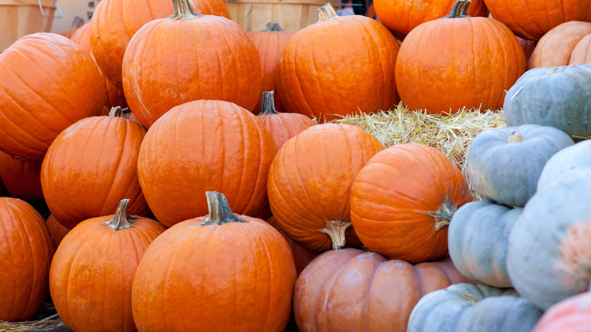 The Saint Patrick Pumpkin Patch returns September 17, and we need volunteers from 6–7 PM to help unload pumpkins—bring the whole family for fall fun while supporting youth ministry!