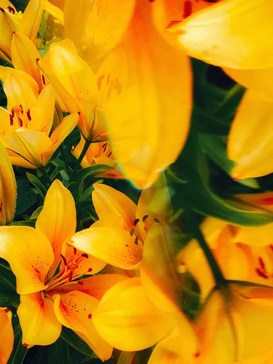 A bouquet of blooming yellow flowers.