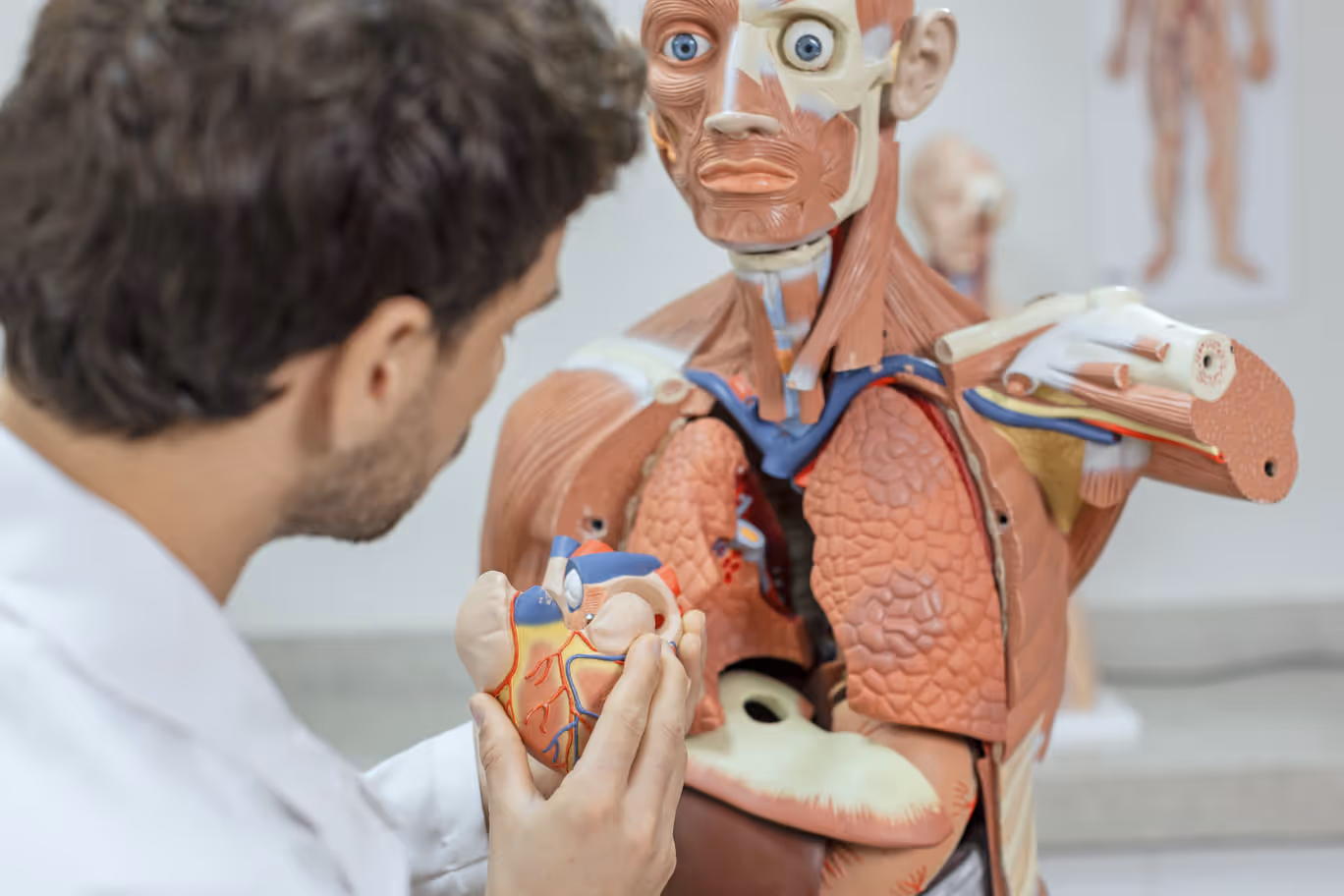 Aluno de Medicina estudando anatomia
