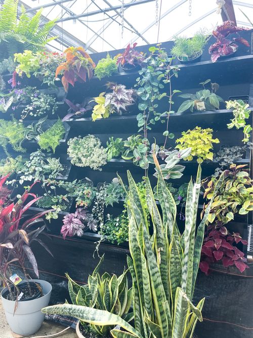 Iowa Mennonite Greenhouse Tour