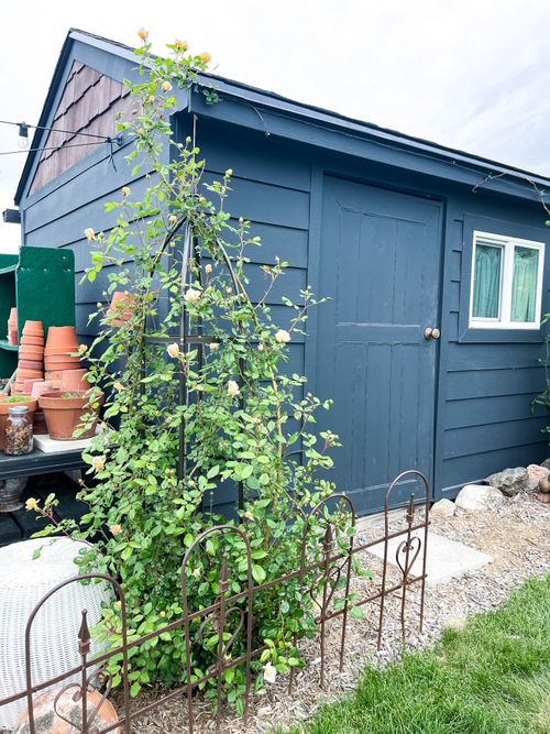 How to Control Sawflies on Roses