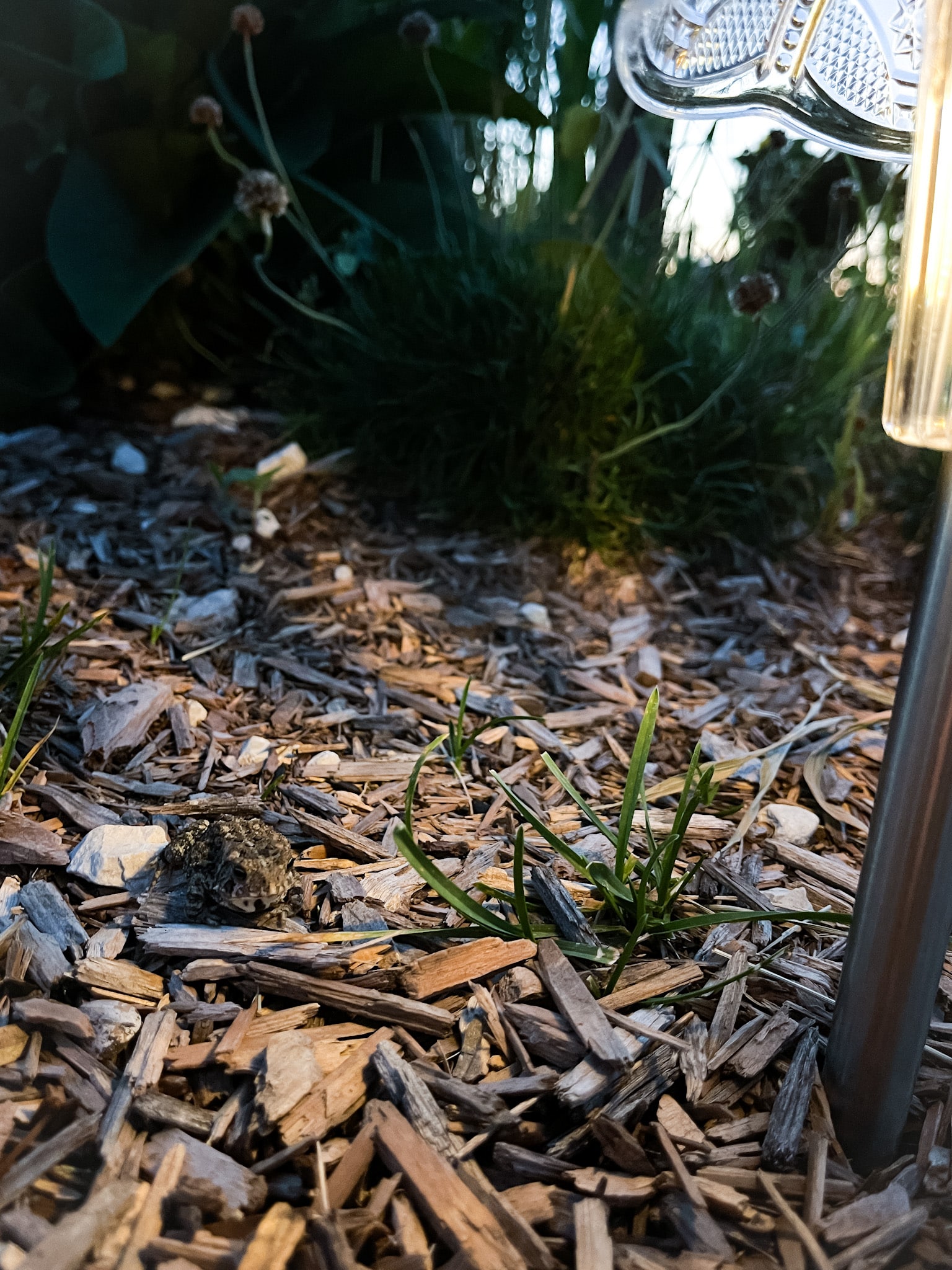 decorative flower bed with a solar light and tiny toad