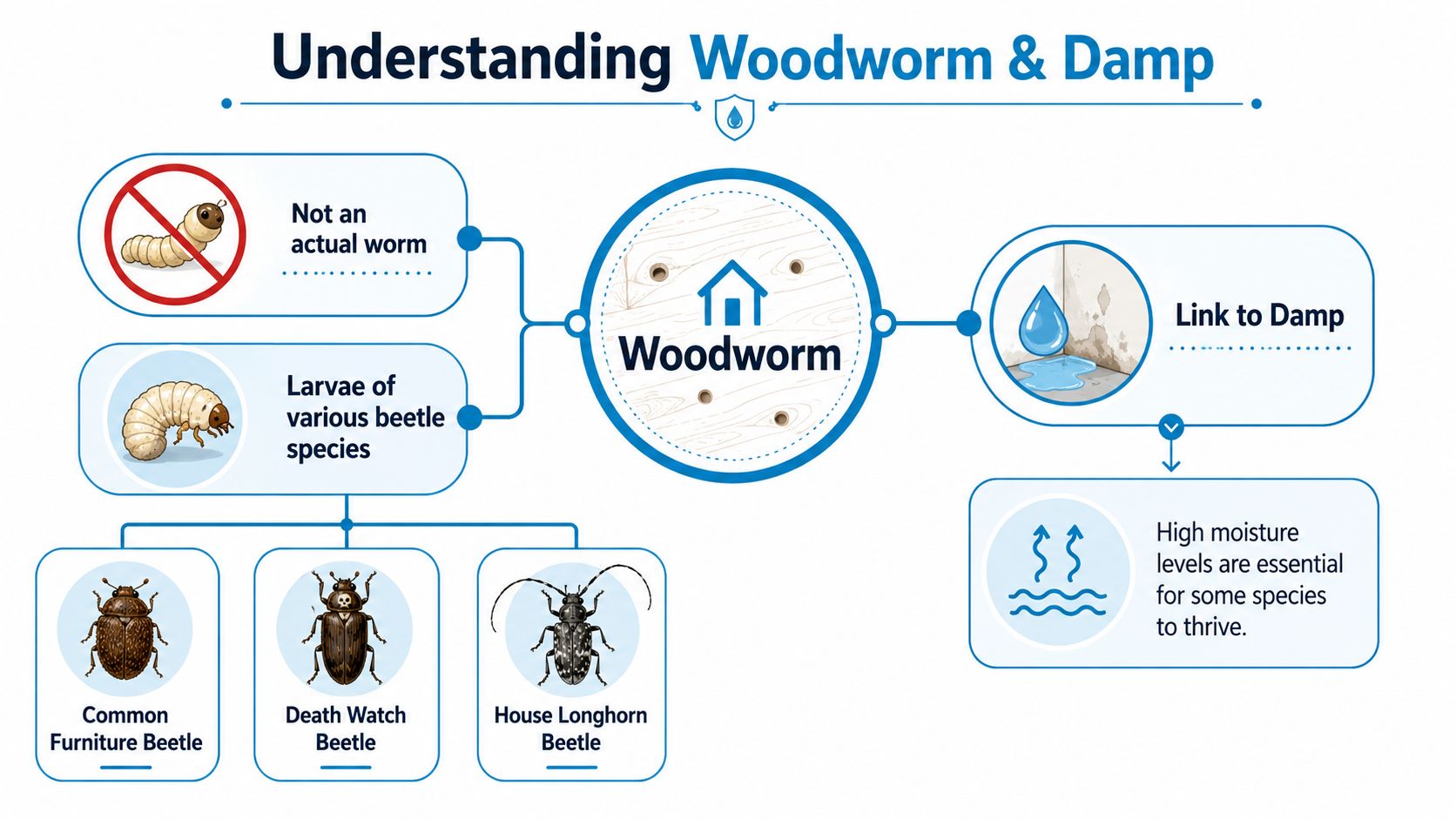 Understanding Woodworm and Its Link to Damp