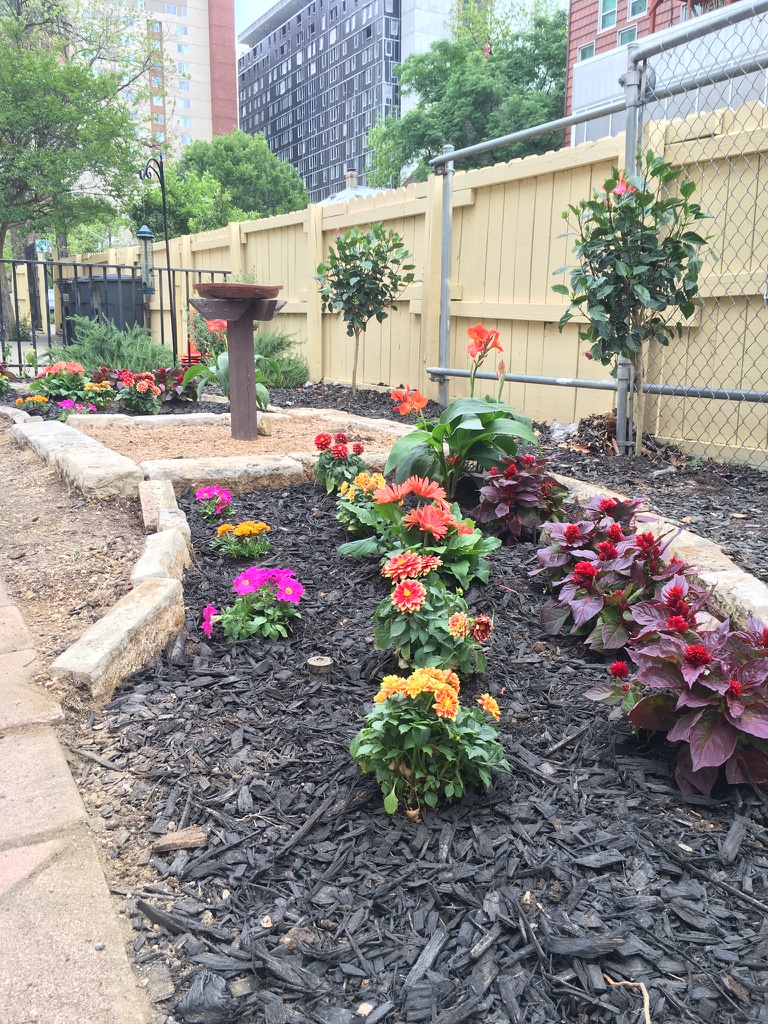 Garden at Nueces Mosque