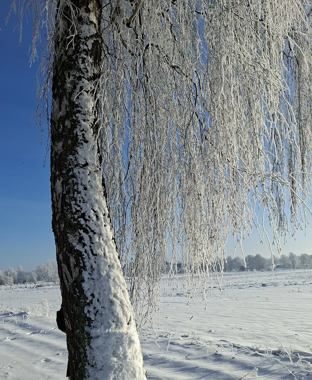 3. MidSummerRun am 21.06.2024 Flyer vom Lauftreff Alstertal e.V.