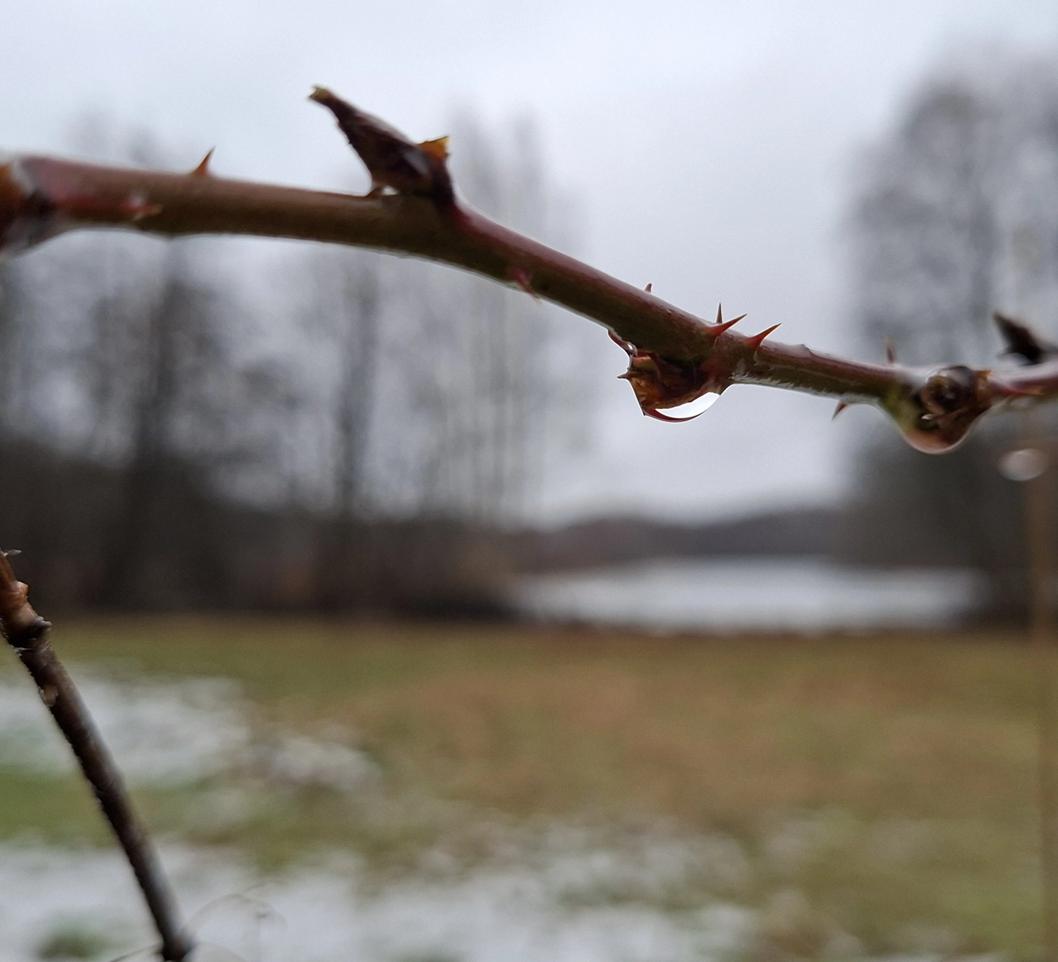 3. MidSummerRun am 21.06.2024 Flyer vom Lauftreff Alstertal e.V.