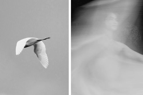 In flight, heron and Shayan, Bali