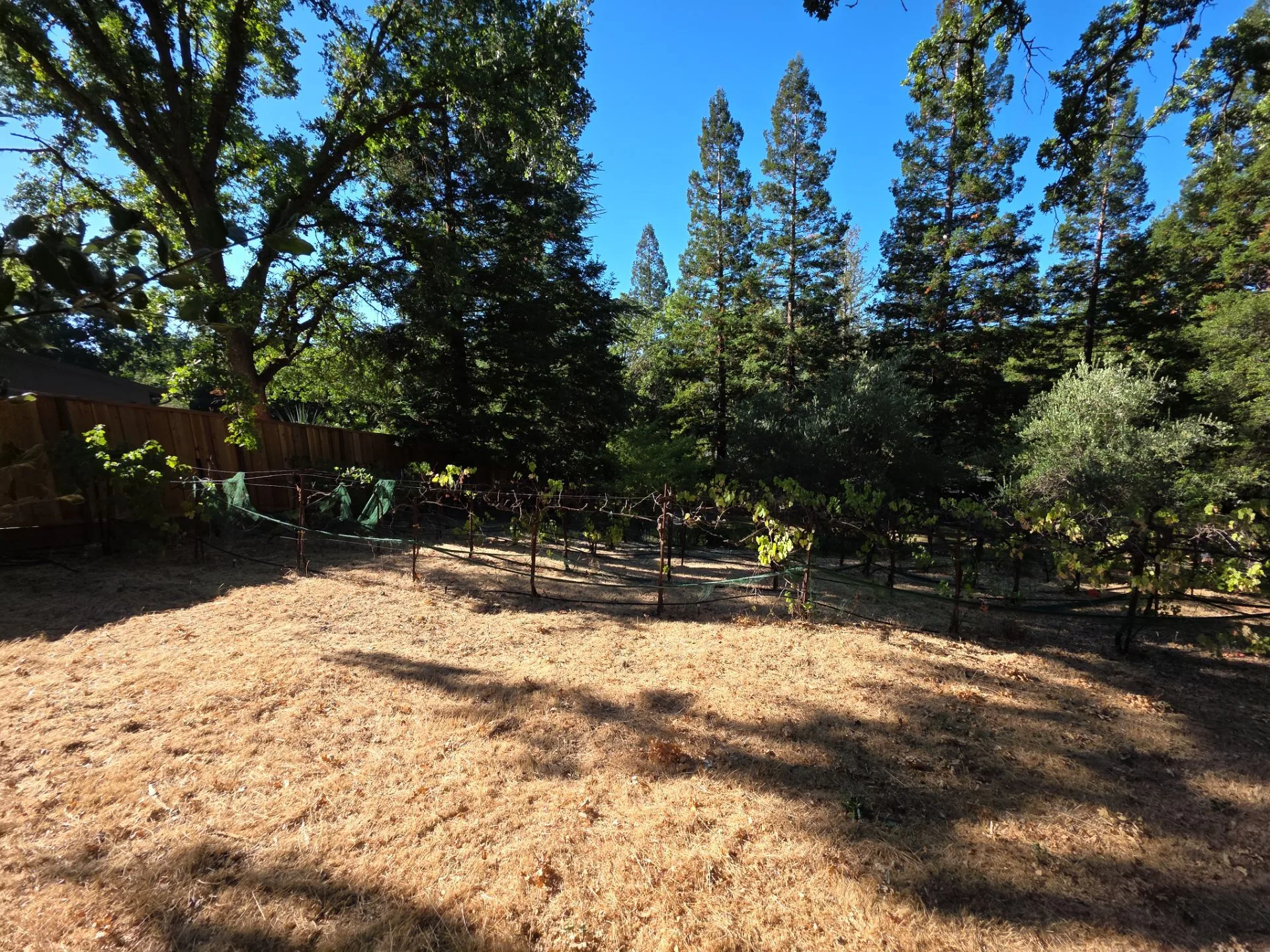 Hillside site at 1340 Hermine Ave in Walnut Creek before ADU construction