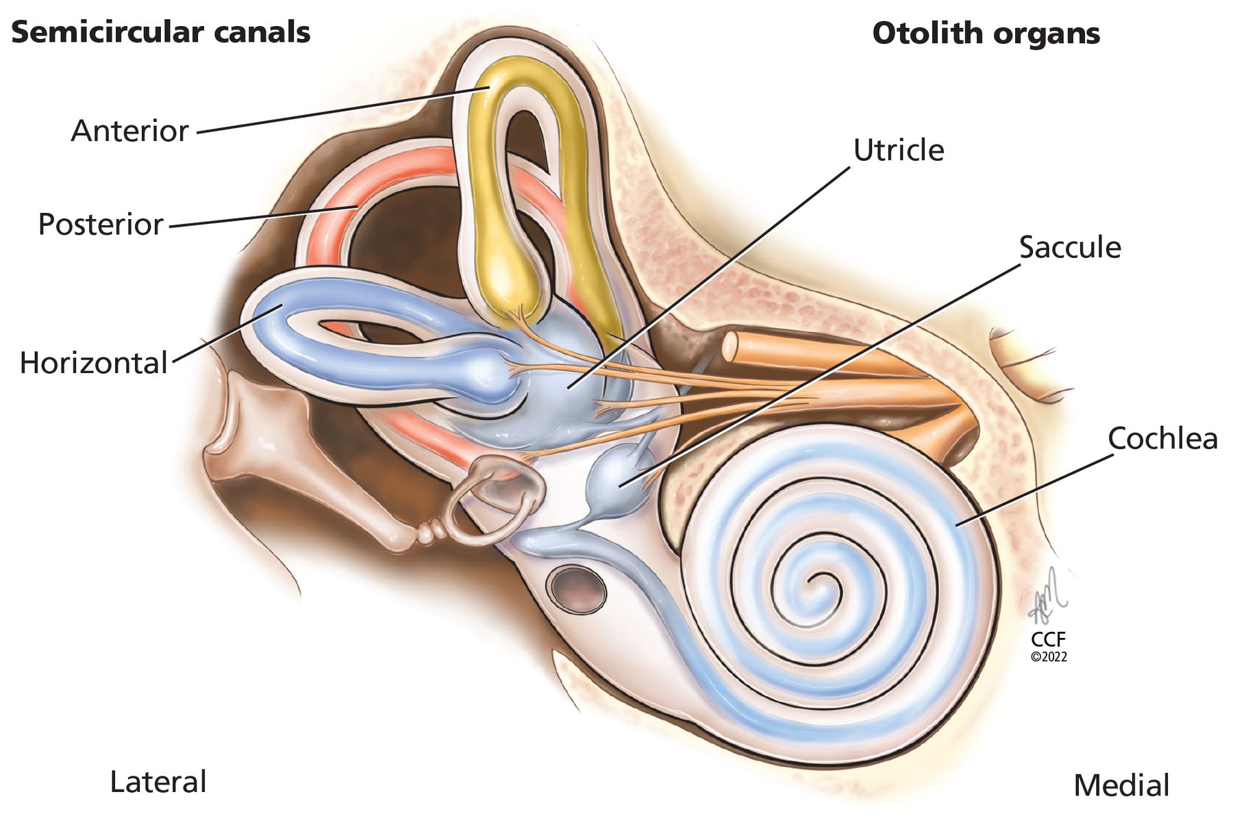 Benign paroxysmal positional vertigo: Effective diagnosis and treatment | Cleveland Clinic Journal of Medicine