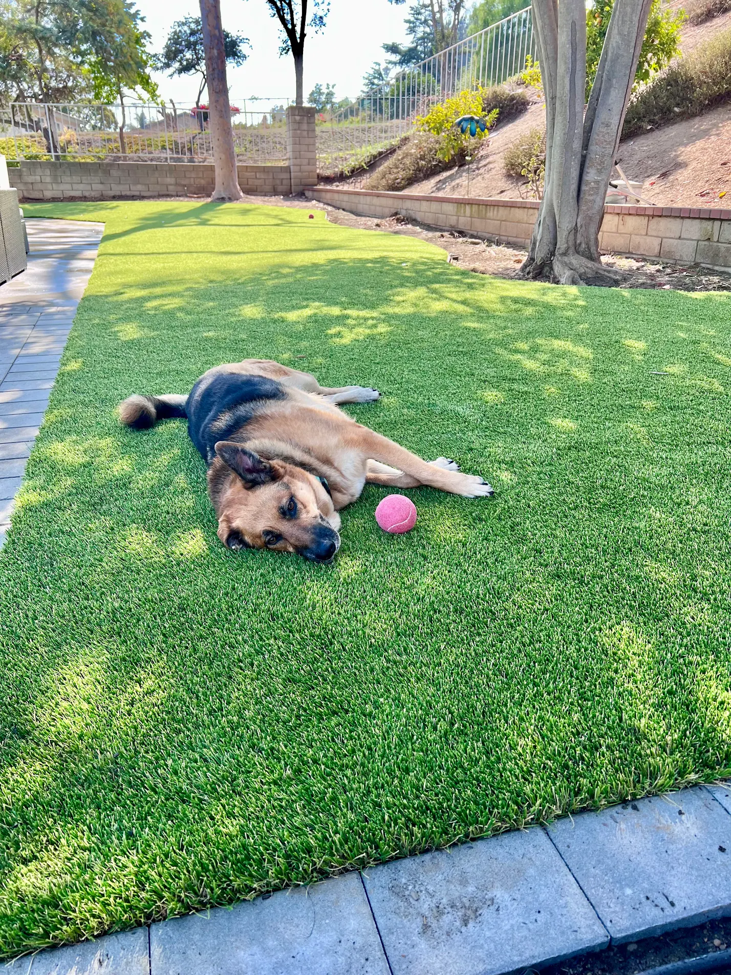 a cute german shepard enjoying pet friendly artificial turf from turf and paver exchange installation