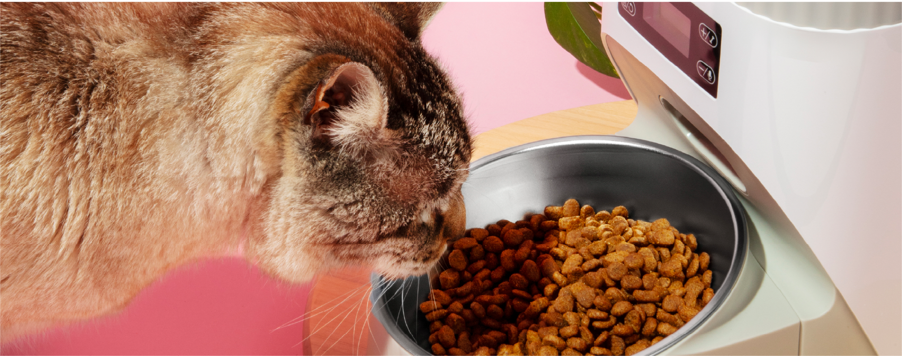 Happy and healthy dog