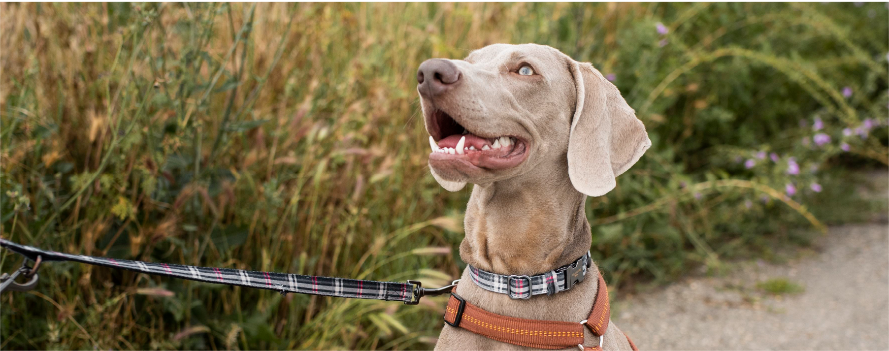 Happy and healthy dog