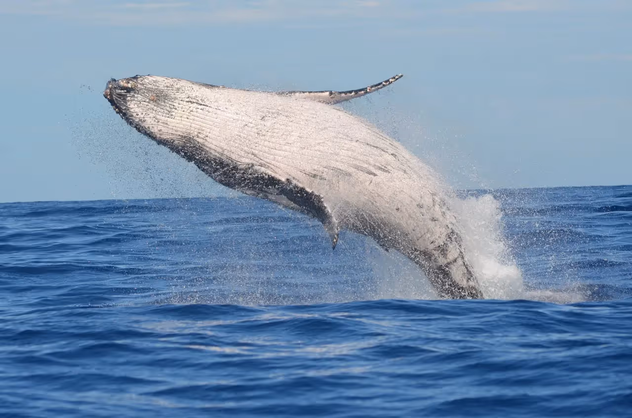 Whale watching boat in Alaska.
