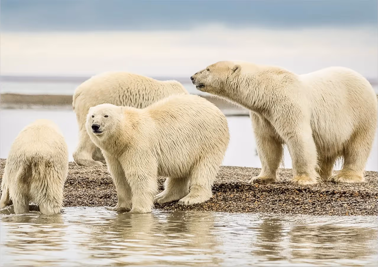 Brown bear catching salmon in river.