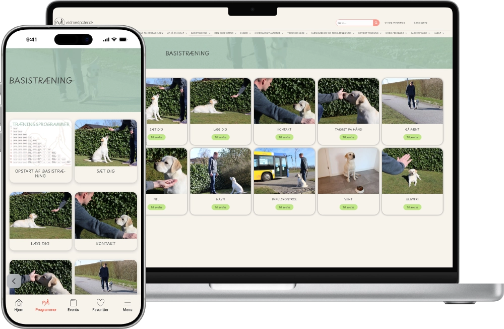 With starti.app you get 2 platforms for only 1 effort.