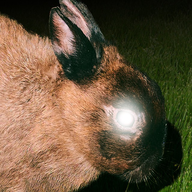 little image – REAL ESTATE cover art