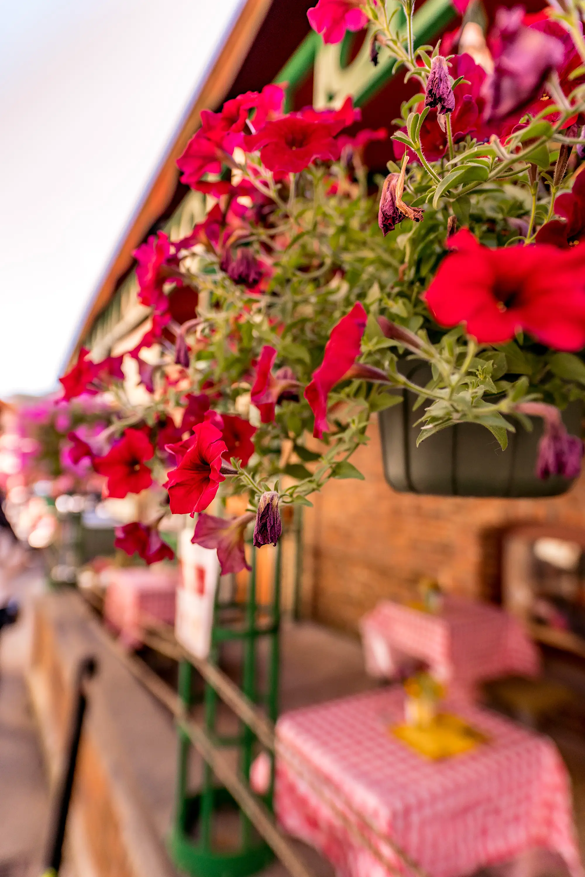 Macro shot of red flowers in a Seattle marketplace