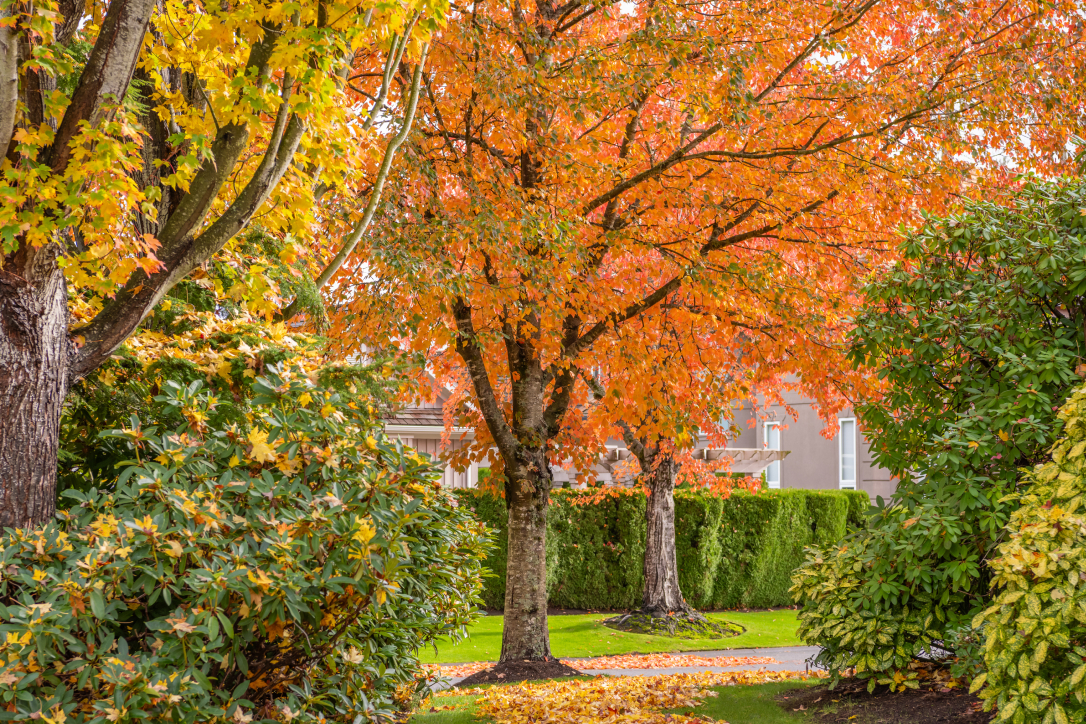 Landscape Design