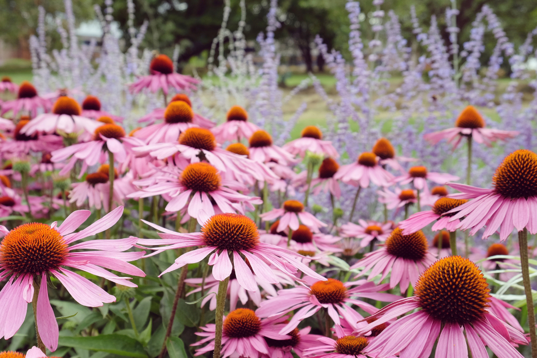 Landscape Design