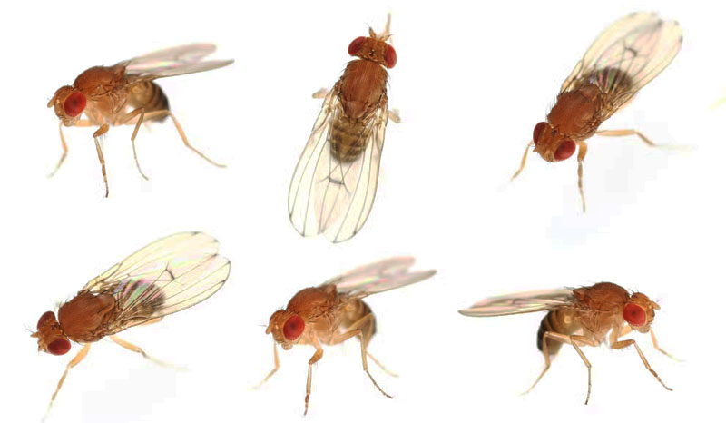six different views of Drosophila melanogaster against a white background
