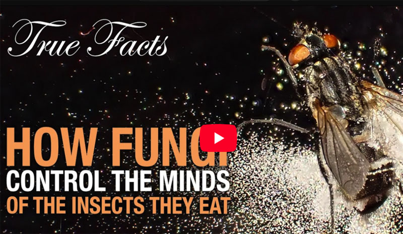 Screenshot of a youtube video title screen showing a dead housefly surrounded by white fungal spores.