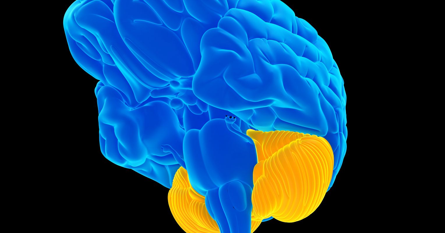 De la ataxia al flujo: cómo el cardio fortalece el poder cerebelar