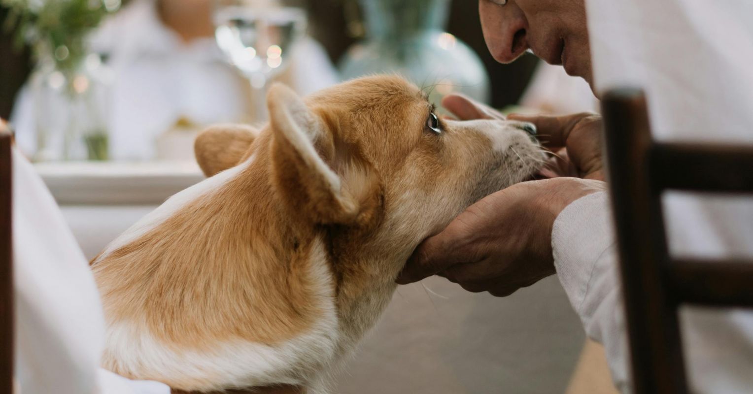 Humanos no-humanos: ¿lazos poco sanos?
