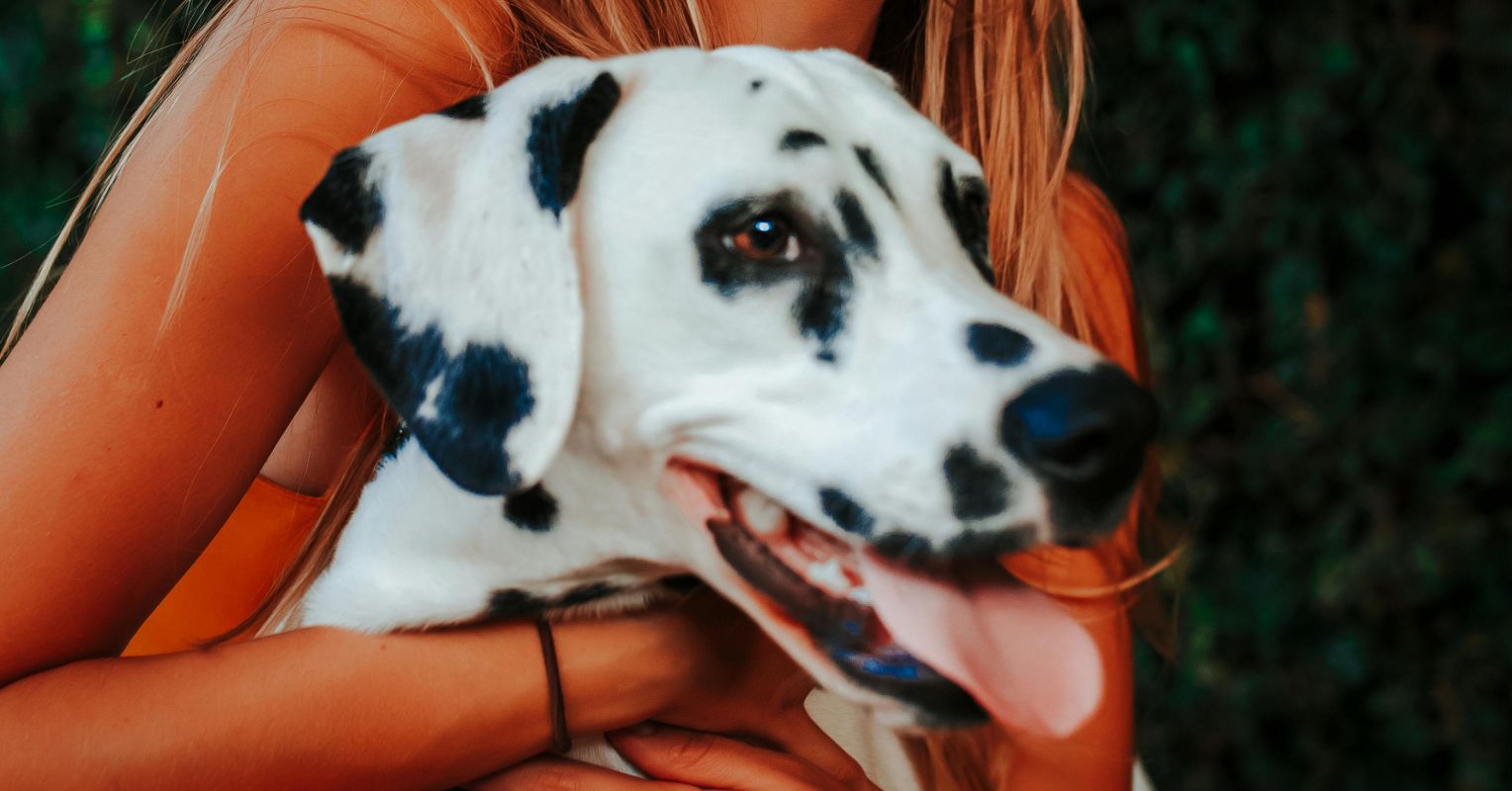 5 Maneras en las que los perros hacen nuestras vidas más felices