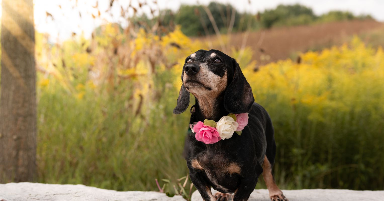 Lo que la pérdida de una mascota revela sobre el apego