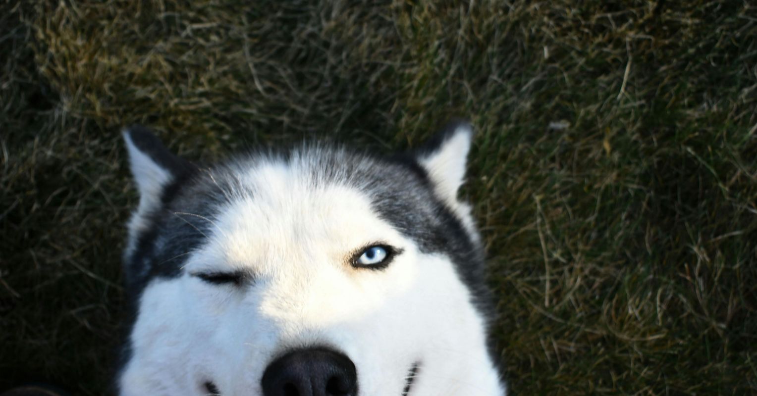 Cómo entrenar a tu perro: Una guía de acuerdo al tamaño