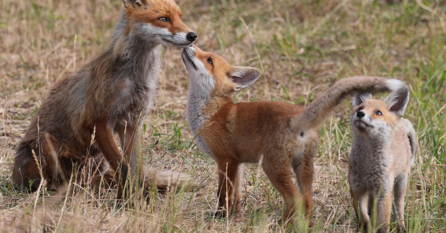 Buscando moralidad en el control de depredadores