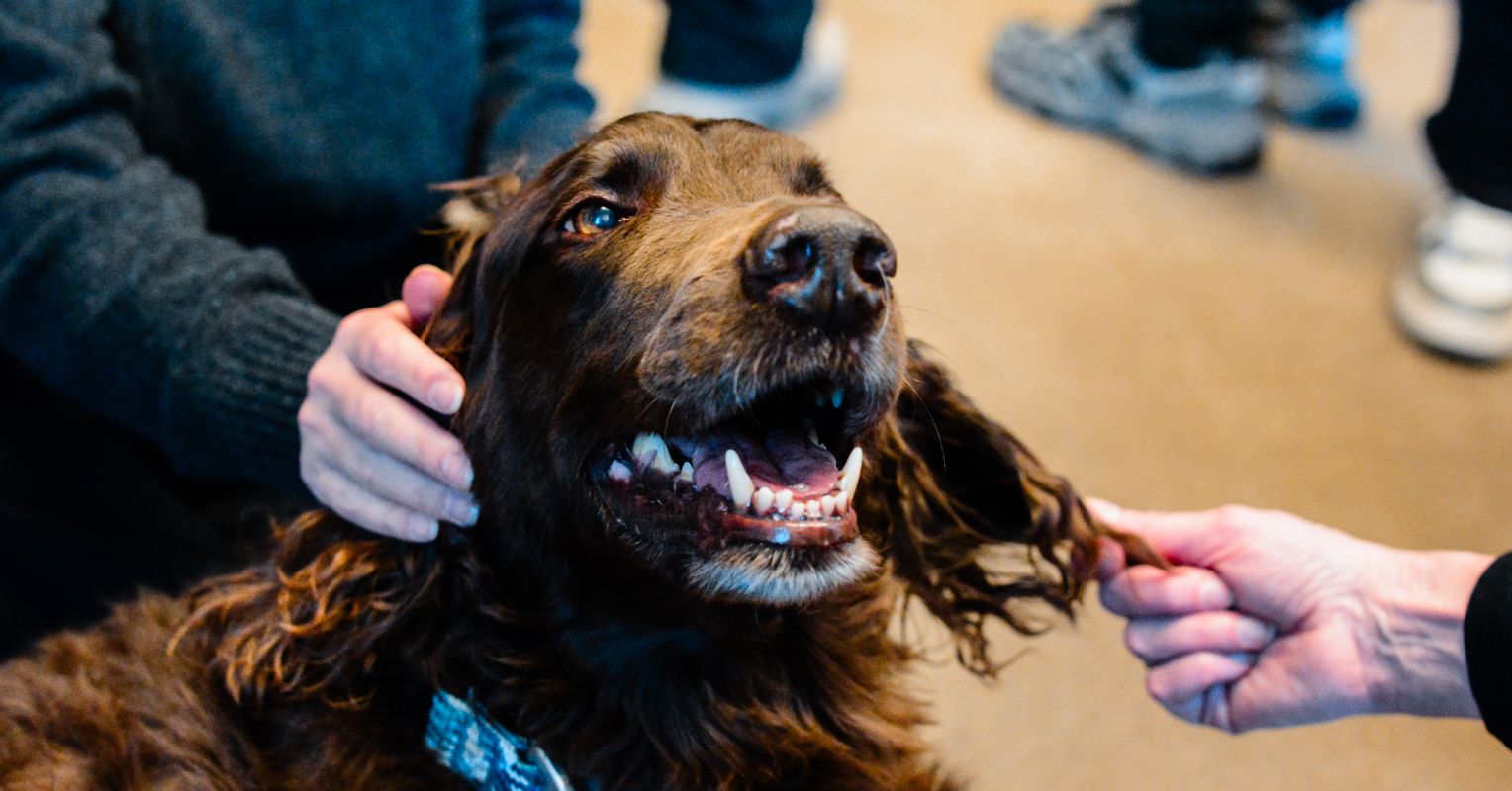 ¿A los perros les gusta cuidar del bienestar humano?