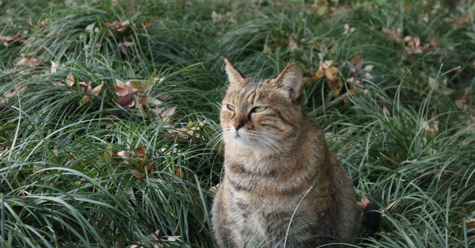 Un estudio revela que el acceso al exterior puede beneficiar a los gatos