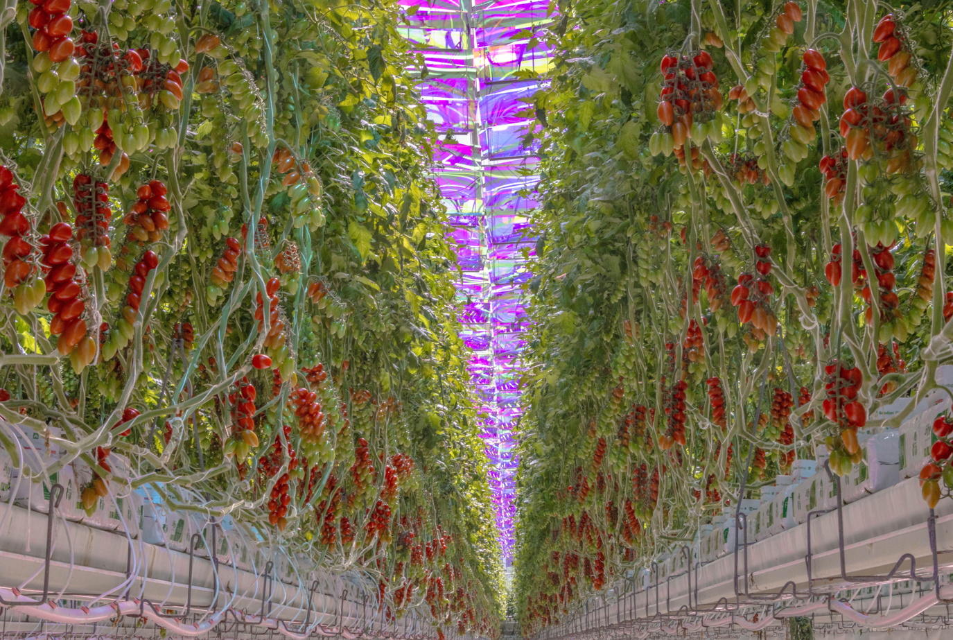 Lichtfilterung der Sonne für den Anbau von Tomaten